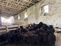 Schaf, Katum sheep — Foto 4
