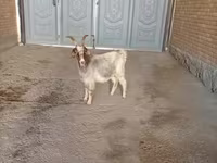母山羊, Alpine goat — 照片 3