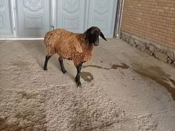 公羊, Sheep