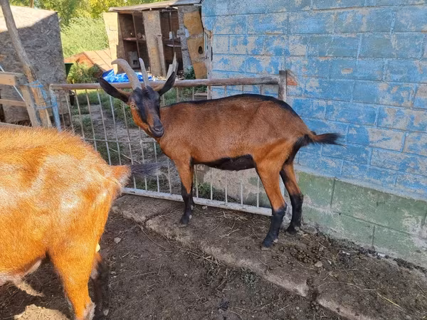Cabra, Alpine goat