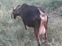 Ziege, Nubian Goat — Foto 3