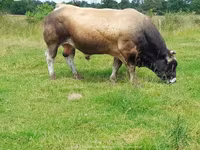 Boğa, Partenaise cattle — foto 7