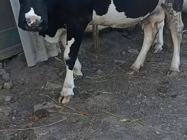 Vaca, Raza Holstein