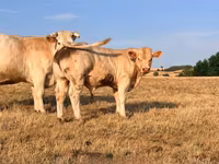 Bulle, Charolais cattle — Foto 1