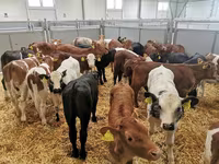公牛, Cattle — 照片 1