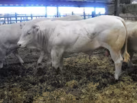 Bulle, Blonde d’Aquitane cattle — Foto 6