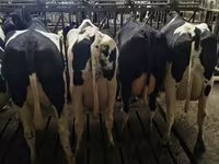 Kuh, Holstein-Rasse — Foto 5