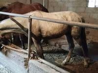 Caballo, Horse breed — foto 5