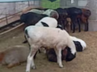 Koç, Hissar sheep — foto 1