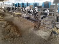 Bulle, Swiss cattle — Foto 6