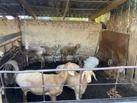 Schaf, Rhon sheep — Foto 2