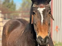 Koń, Mustang — zdjęcie 3