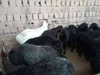 Widder, Rhon sheep — Foto 2