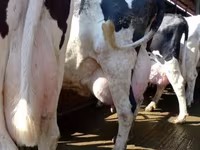 Kuh, Swiss cattle — Foto 1