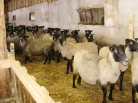 Schaf, Romanov sheep — Foto 3