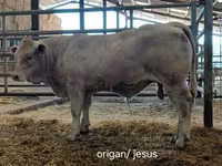 Bulle, Charolais cattle — Foto 5
