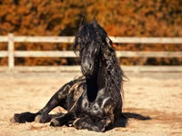 حصان, Friesian — الصورة 3