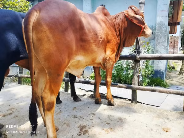 Toro, Ganado vacuno