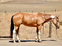 Kobyła, Quarter Horse — zdjęcie 2