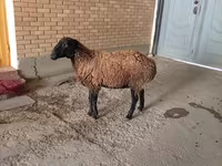 كبش, الأغنام — الصورة 2