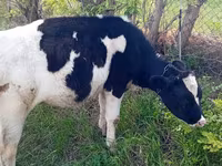 母牛, Holstein breed — 照片 1