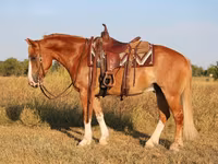Horse (M), Gypsy horse — photo 3