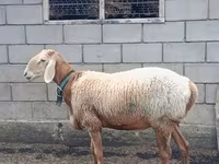 Widder, Arashan sheep — Foto 2