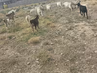Oğlak, Keçiler — foto 3