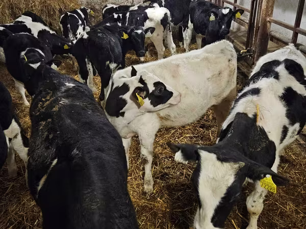 Bulle, Holstein-Rasse — Polen