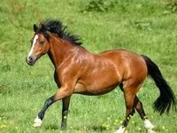 Koń, Konie — zdjęcie 7