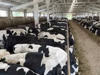 İnek, Yaroslavl cattle — foto 3