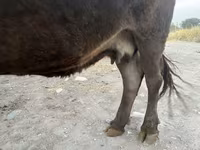 Vaca, Ganado vacuno — foto 3