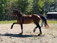 Kobyła, Dutch warmblood horse — zdjęcie 3