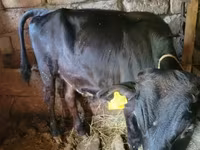 Toro, Ganado vacuno — foto 4