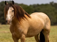 Hengst, Gypsy horse — Foto 2