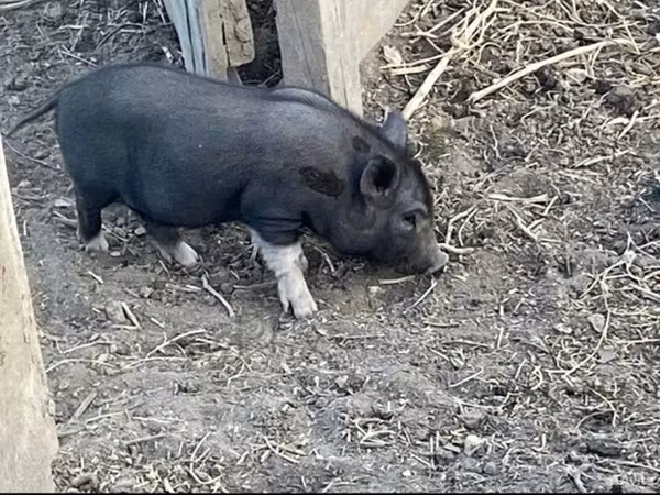 Knur, Вьетнамская вислобрюхая