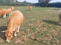 Kuh, Aubrac cattle — Foto 3