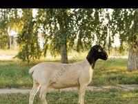 Widder, Edilbay sheep — Foto 6