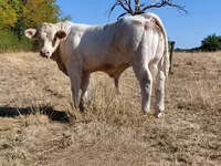 Bulle, Charolais cattle — Foto 8
