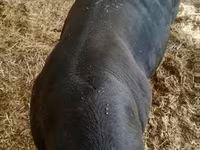 Bulle, Kaste Kuh — Foto 3