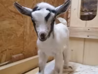 Ziege, Australian Miniature goats — Foto 2