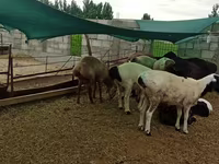 Koç, Hissar sheep — foto 2