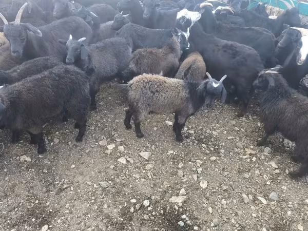 Keçilər