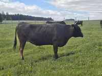 İnek, Wagyu — foto 2