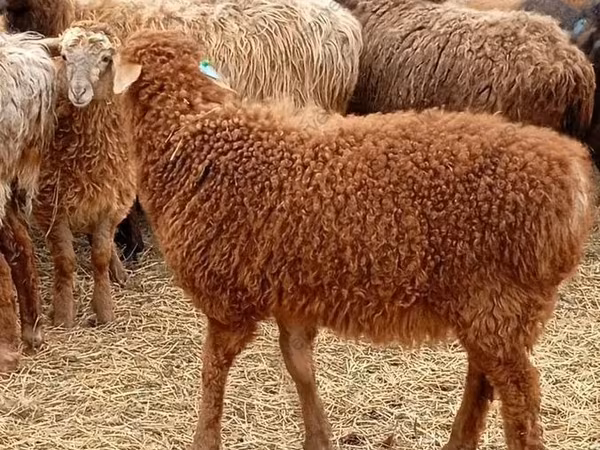 Widder, Edilbay sheep