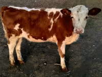 Bulle, Swiss cattle — Foto 5