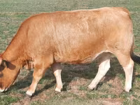 Kuh, Aubrac cattle — Foto 4