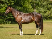 Kobyła, American paint horse — zdjęcie 4