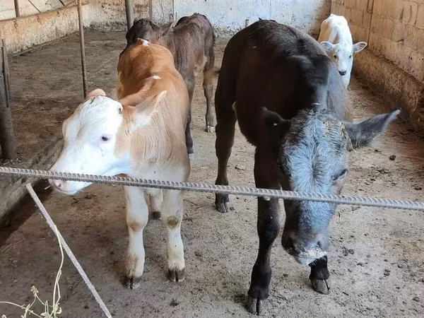البلجيكية الزرقاء