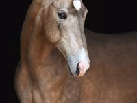 Caballo, Akhal-Teke — foto 1